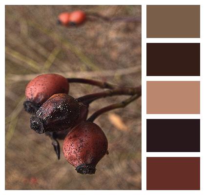 Rose Hips Fruits Dried Image